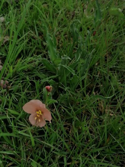 Commelina scabra, photographed by Erick Vélez Sánchez