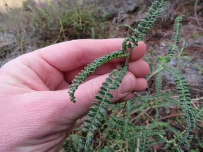 Adesmia boronioides, photographed by Nicolas Olejnik