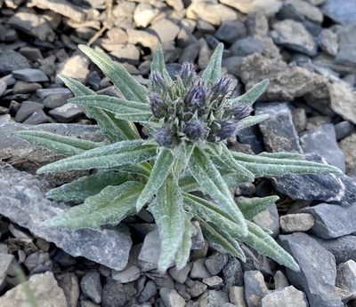 Saussurea nuda, photographed by Caleb Catto