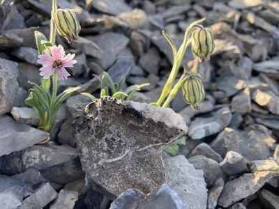 Silene uralensis, photographed by Caleb Catto