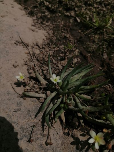 Phemeranthus napiformis, photographed by Erick Vélez Sánchez