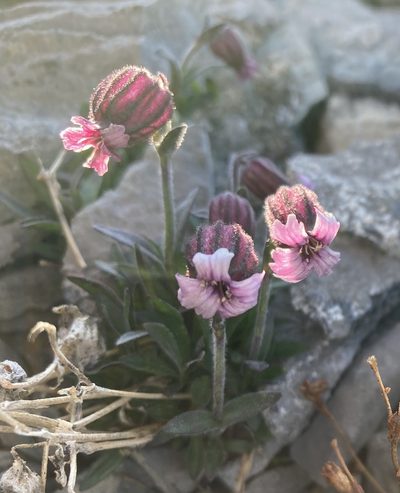 Silene uralensis, photographed by Caleb Catto