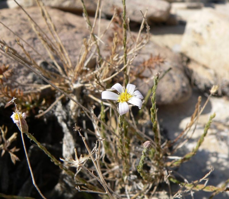 Ionactis caelestis, photographed by Stan Shebs