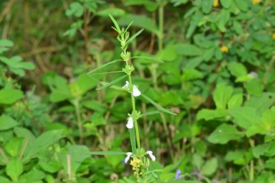 Leucas longifolia, photographed by S.MORE