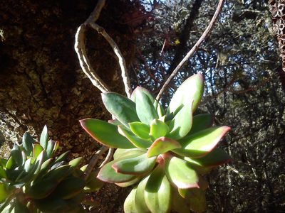 Echeveria rosea, photographed by Tereso Hernández Morales