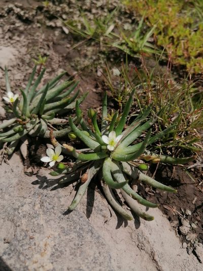 Phemeranthus napiformis, photographed by Erick Vélez Sánchez