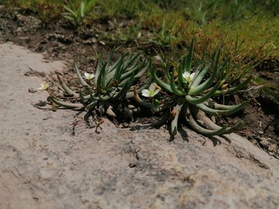 Phemeranthus napiformis, photographed by Erick Vélez Sánchez