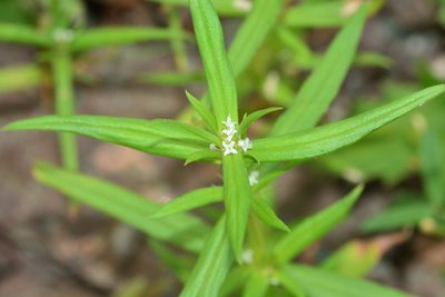 Spermacoce pusilla, photographed by S.MORE