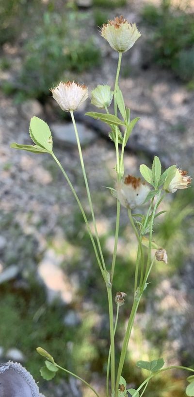 Trifolium cyathiferum, photographed by mark-groeneveld