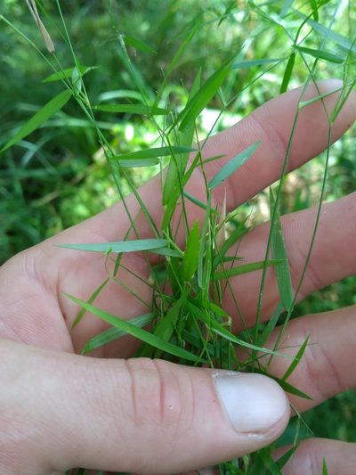 Dichanthelium lucidum, photographed by Scott Ward