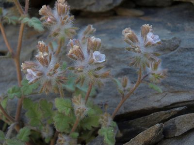Phacelia cryptantha, photographed by Jim Morefield