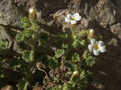 Phacelia perityloides, photographed by Jim Morefield