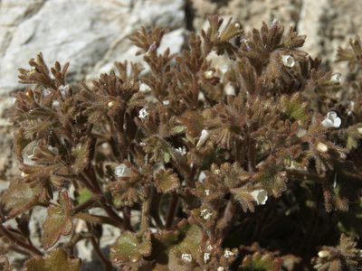Phacelia rotundifolia, photographed by Jim Morefield