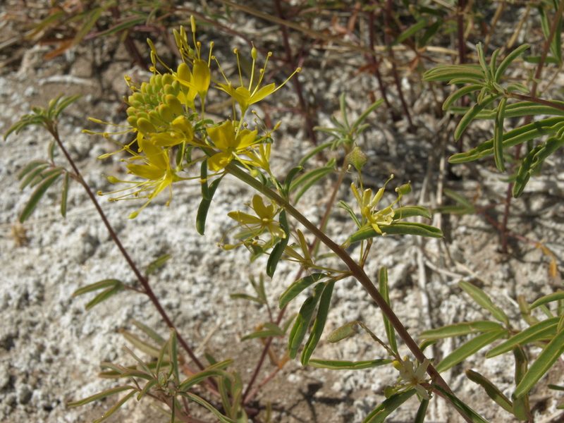 Cleomella plocasperma, photographed by Jim Morefield