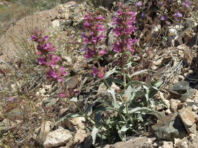 Penstemon monoensis, photographed by Jim Morefield