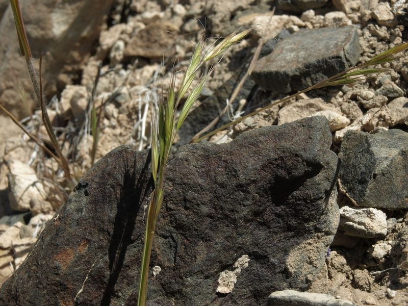 Bromus berteroanus, photographed by Jim Morefield