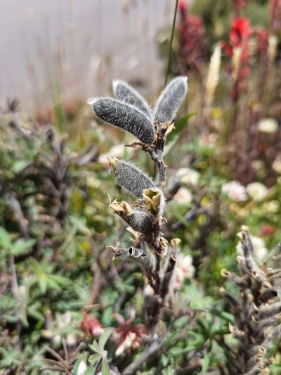 Lupinus costaricensis, photographed by Eduardo Chacón Madrigal