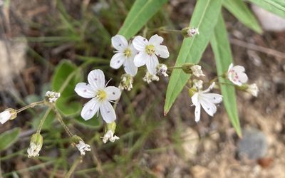 Eremogone capillaris, photographed by Caleb Catto