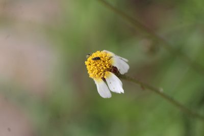 Tridax rosea, photographed by José Belem Hernández Díaz