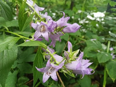 Campanula latifolia, photographed by Yehor Yatsiuk