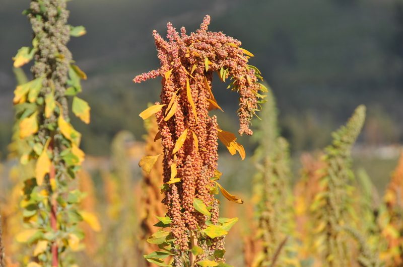 Chenopodium quinoa, photographed by Philipp