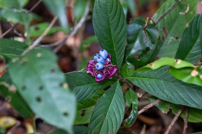 Palicourea colorata, photographed by Thomaz de Carvalho Callado