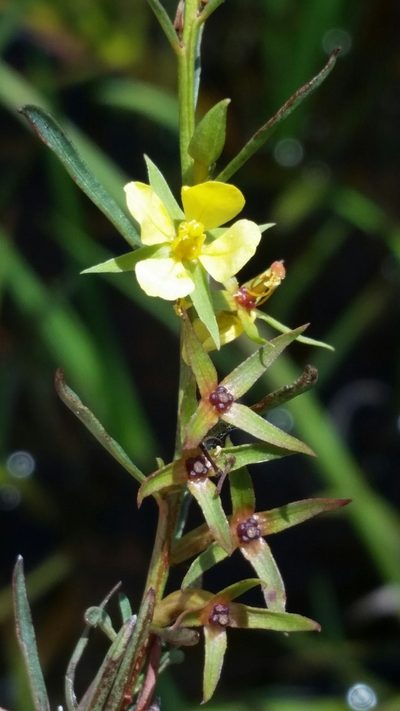 Ludwigia linifolia, photographed by Jay Horn