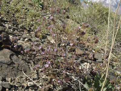 Phacelia vallis-mortae, photographed by Jim Morefield