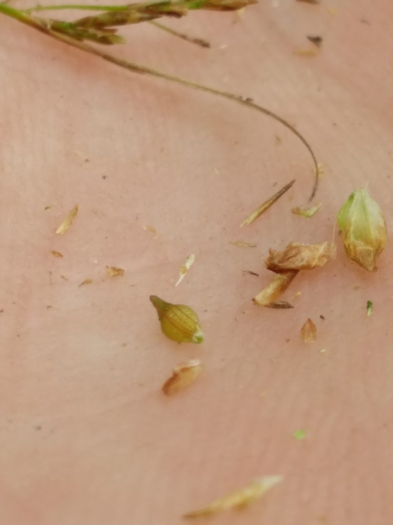 Rhynchospora stenophylla, photographed by Scott Ward