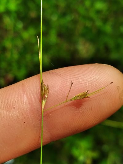 Rhynchospora stenophylla, photographed by Scott Ward