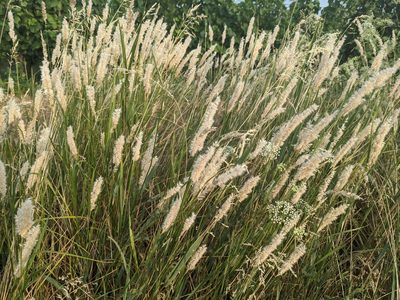 Melica transsilvanica, photographed by Zoltán Stekkelpak