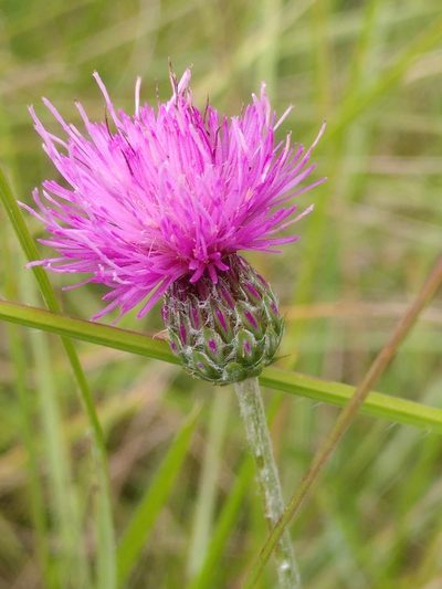 Cirsium tuberosum, photographed by Yves Bas