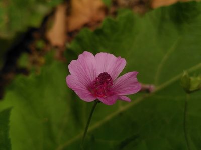 Althaea cannabina, photographed by Yves Bas