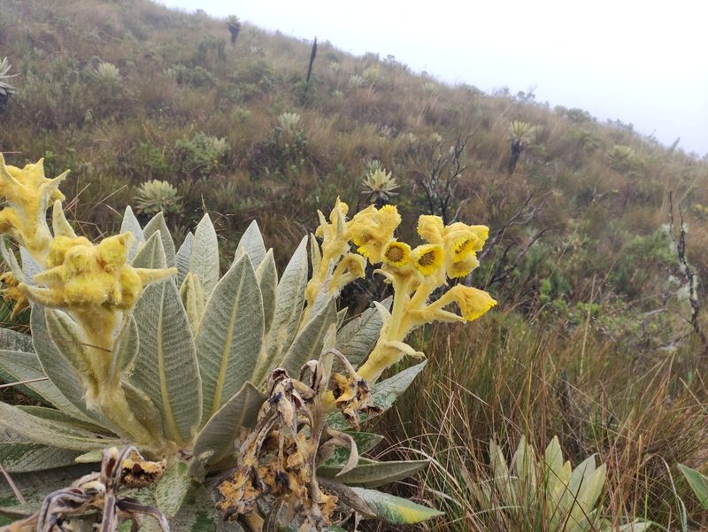 Espeletia hartwegiana, photographed by Cristian Antonio Calderón López