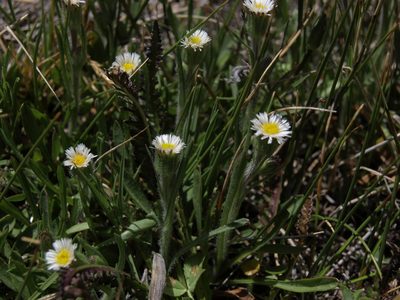 Erigeron lonchophyllus, photographed by Jim Morefield