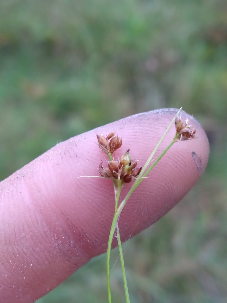 Rhynchospora harveyi, photographed by Scott Ward