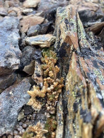 Selaginella standleyi, photographed by Caleb Catto