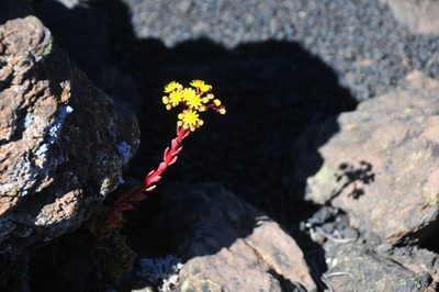 Aeonium spathulatum, photographed by Philipp