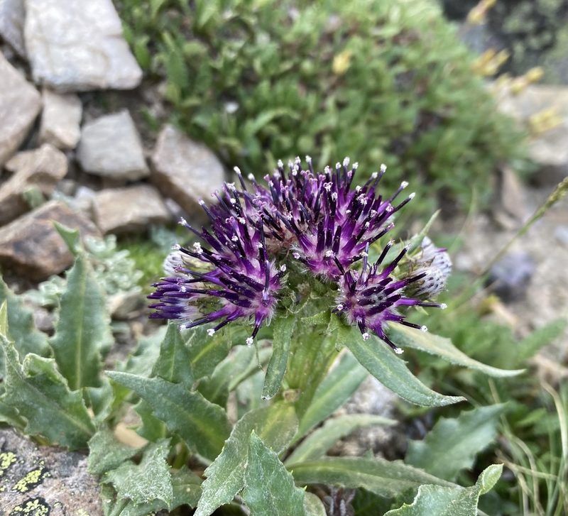Saussurea nuda, photographed by Caleb Catto