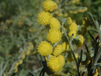 Artemisia thuscula, photographed by Daniel Cahen