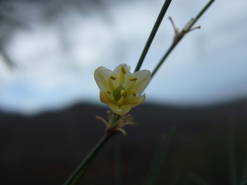 Asparagus plocamoides, photographed by Daniel Cahen