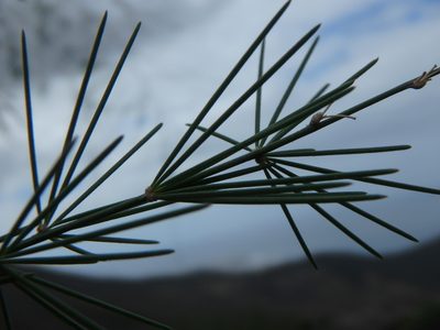 Asparagus plocamoides, photographed by Daniel Cahen