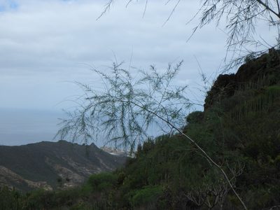 Asparagus plocamoides, photographed by Daniel Cahen