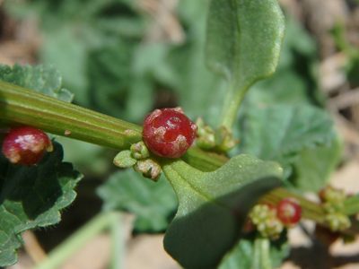 Patellifolia procumbens, photographed by Daniel Cahen