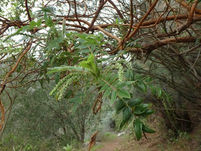 Bencomia caudata, photographed by Daniel Cahen
