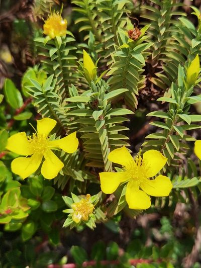 Hypericum irazuense, photographed by Eduardo Chacón Madrigal