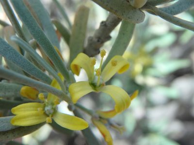 Cneorum pulverulentum, photographed by Daniel Cahen