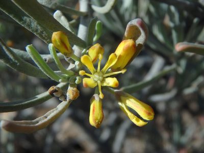 Cneorum pulverulentum, photographed by Daniel Cahen