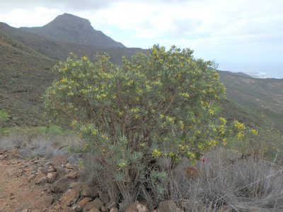 Cneorum pulverulentum, photographed by Daniel Cahen