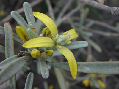 Cneorum pulverulentum, photographed by Daniel Cahen